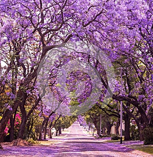 Spring street of beautiful violet vibrant jacaranda in bloom.