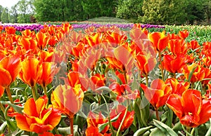 Spring strength of Tulips.