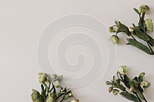 Spring styled photo. Floral frame, banner. Green hellebores flowers on neutral beige champagne table background. Empty