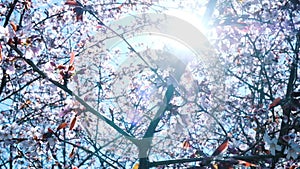 Spring sukura blossom background. Beautiful nature scene with blooming tree and sun flare, slow motion