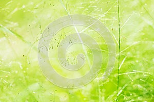 Spring or summer abstract nature background