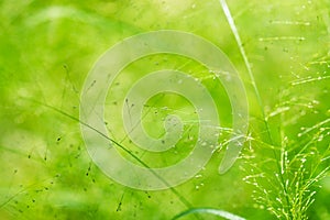 Spring or summer abstract nature background