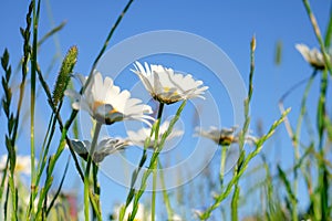 Spring or summer abstract nature background with flowers and grass in the meadow and blue sky in the back