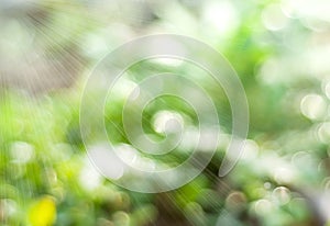 Spring or summer abstract nature background with grass