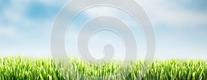 Spring or summer abstract nature background with grass and blue sky