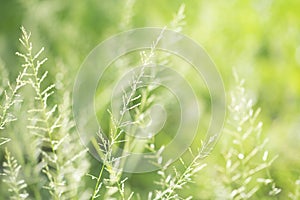 Spring or summer abstract nature background with grass and bokeh lights