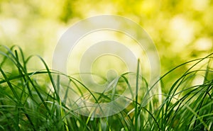 Spring or summer and abstract nature background with grass field. Background with green grass field and bokeh light