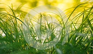 Spring or summer and abstract nature background with grass field. Background with green grass field and bokeh light