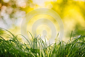 Spring or summer and abstract nature background with grass field. Background with green grass field and bokeh light