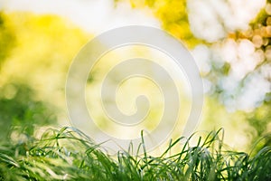 Spring or summer and abstract nature background with grass field. Background with green grass field and bokeh light