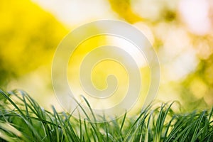 Spring or summer and abstract nature background with grass field. Background with green grass field and bokeh light