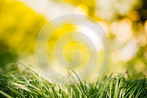 Spring or summer and abstract nature background with grass field. Background with green grass field and bokeh light