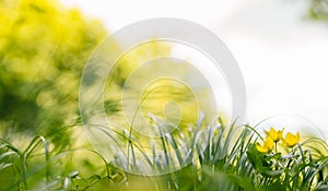 Spring or summer and abstract nature background with grass field. Background with green grass field and bokeh light
