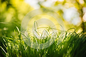 Spring or summer and abstract nature background with grass field. Background with green grass field and bokeh light