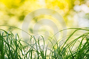 Spring or summer and abstract nature background with grass field. Background with green grass field and bokeh light. summer