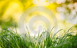 Spring or summer and abstract nature background with grass field. Background with green grass field and bokeh light. summer