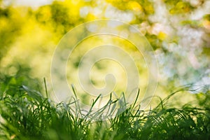 Spring or summer and abstract nature background with grass field. Background with green grass field and bokeh light. summer