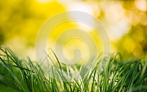 Spring or summer and abstract nature background with grass field. Background with green grass field and bokeh light. summer