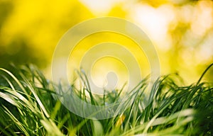 Spring or summer and abstract nature background with grass field. Background with green grass field and bokeh light. summer