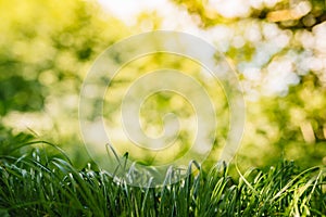 Spring or summer and abstract nature background with grass field. Background with green grass field and bokeh light. summer