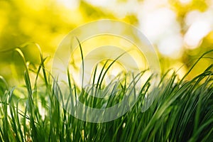 Spring or summer and abstract nature background with grass field. Background with green grass field and bokeh light. summer