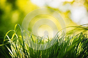 Spring or summer and abstract nature background with grass field. Background with green grass field and bokeh light. summer