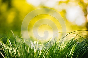 Spring or summer and abstract nature background with grass field. Background with green grass field and bokeh light. summer