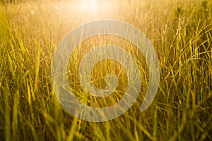 Spring or summer abstract nature background with grass in the me