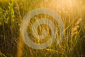 Spring or summer abstract nature background with grass in the me