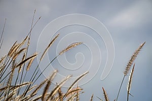 Spring or summer abstract nature background with grass in the meadow and blue sky in the back