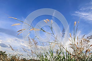 Spring or summer abstract nature background with grass in the meadow and blue sky in the back