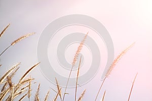 Spring or summer abstract nature background with grass in the meadow and blue sky in the back