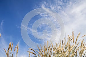 Spring or summer abstract nature background with grass in the meadow and blue sky in the back