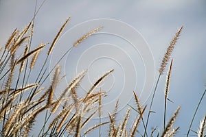 Spring or summer abstract nature background with grass in the meadow and blue sky in the back