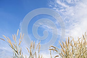 Spring or summer abstract nature background with grass in the meadow and blue sky in the back