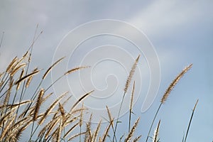 Spring or summer abstract nature background with grass in the meadow and blue sky in the back