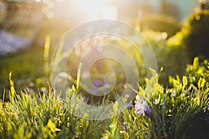 Spring or summer abstract nature background with grass in the meadow and sunset in the back, garden concept