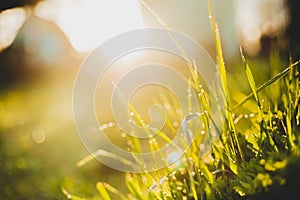 Spring or summer abstract nature background with grass in the meadow and sunset in the back, garden concept, The sun`s