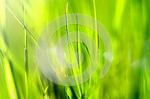 Spring and summer abstract nature background with grass and sun