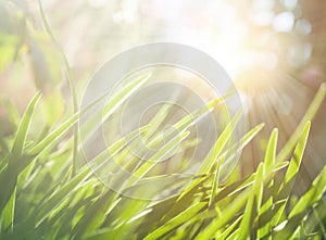 Spring or summer abstract nature background with green grass meadow