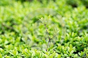 Spring or summer abstract season nature background with grass, bokeh lights. shrub border.green shrub