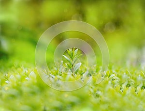 Spring or summer abstract season nature background with grass, bokeh lights. shrub border.green shrub and pink glare background