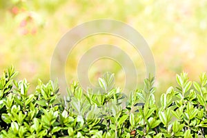 Spring or summer abstract season nature background with grass, bokeh lights. shrub border.green shrub and pink glare background