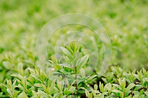 Spring or summer abstract season nature background with grass and bokeh. shrub border