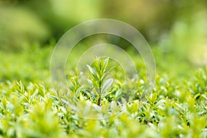 Spring or summer abstract season nature background with grass and bokeh. shrub border