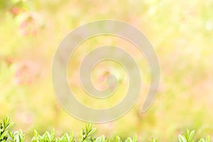 Spring or summer abstract season nature background with grass and bokeh. shrub border