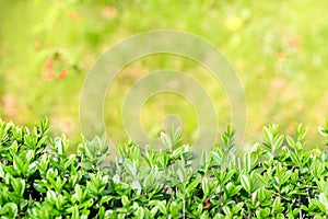 Spring or summer abstract season nature background with grass and bokeh. shrub border