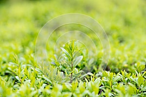 Spring or summer abstract season nature background with grass and bokeh. shrub border