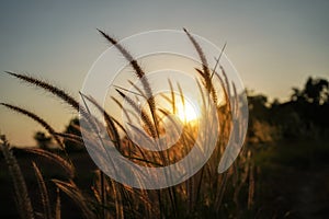 Spring or summer abstract season nature background with grass