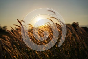 Spring or summer abstract season nature background with grass